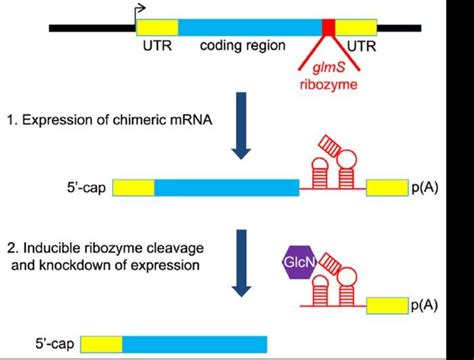 Présentation du système glmS | Download Scientific Diagram