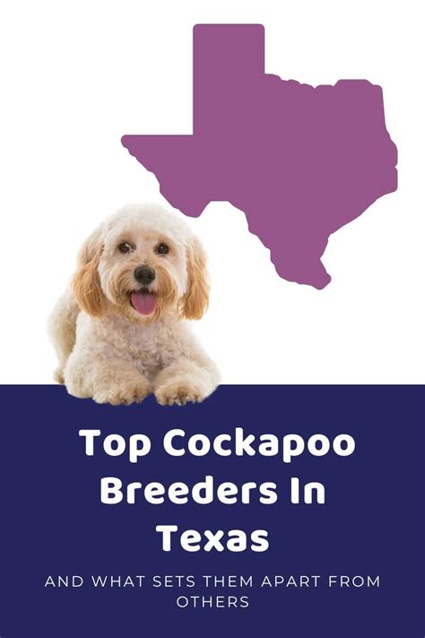 Image result for Cockapoo Breeders