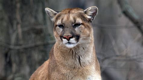 Mountain lion in Springfield sedated, sent to Indiana sanctuary
