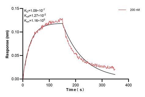 ZNF638 antibody (84359-1-PBS) | Proteintech