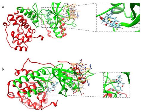 Canagliflozin Delays Aging of HUVECs Induced by Palmitic Acid via the ...