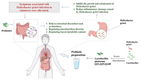 Screening Probiotics for Anti-Helicobacter pylori and Investigating the ...