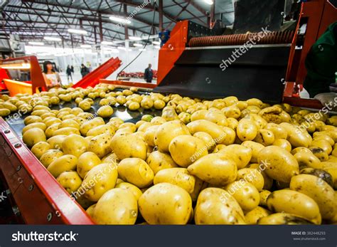 Image result for Potato Sorting Machine