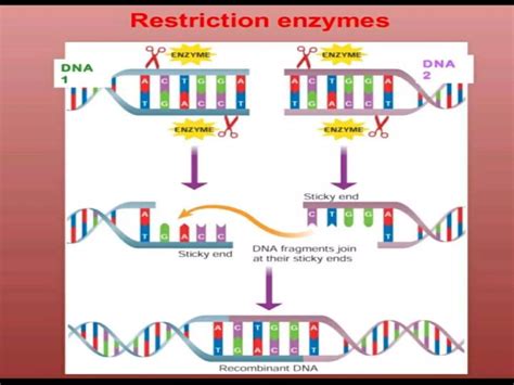 Genetic Engineering Basic Steps 的图像结果