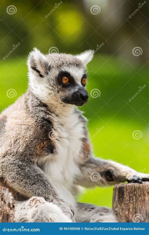 Looking lemur stock photo. Image of africa, portrait - 96100948