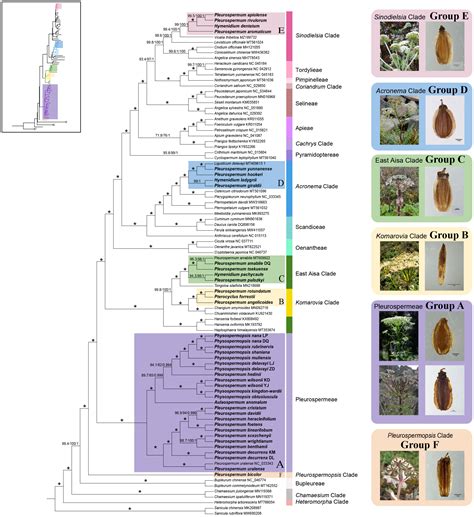 Phylogenetic Tree Of Plants
