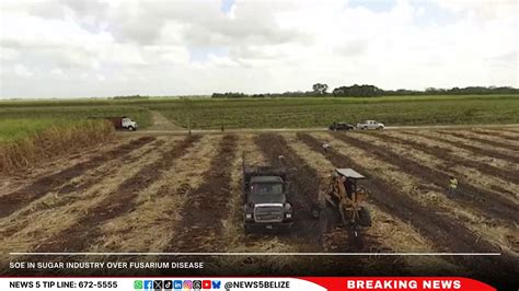 Seeds of Change: Belize’s 2024 Agricultural Gains, Challenges, and the Road Ahead | Greater ...