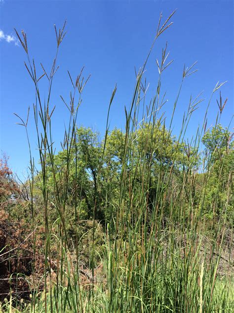 Big Bluestem Native Grass Seed – hancockseed.com