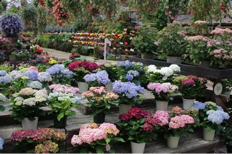 Fuji Kachoen Garden Park in Shizuoka startet bunte Frühling-Aktion