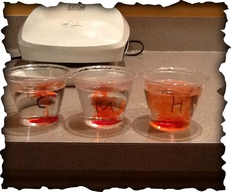 Image result for Diffusion Activity