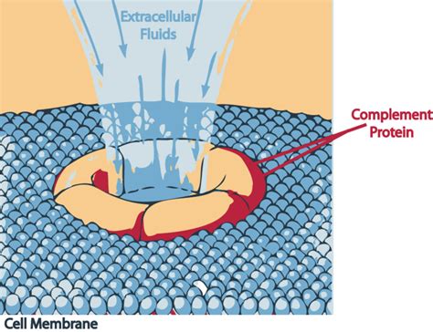 Complement Responsible For 的图像结果
