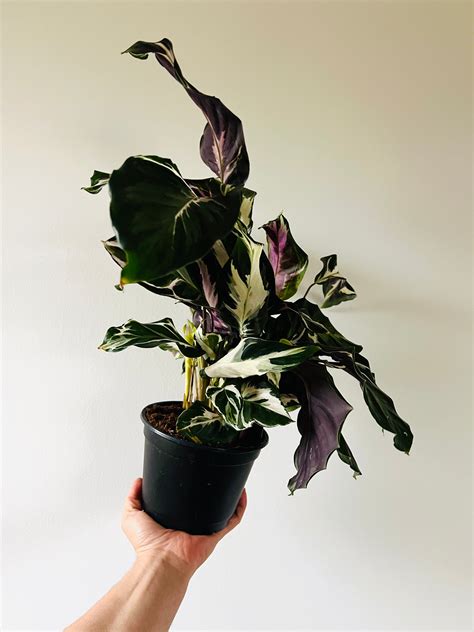 Calathea Stella - Brand New Cultivar - 6" Pot – Brumley & Bloom