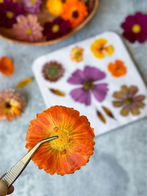 Pressing Flowers for Beginners: How to Press Flowers 4 Ways (Pros and ...
