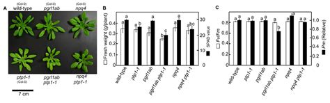 Identification of a Novel Mutation Exacerbated the PSI Photoinhibition ...