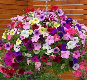 Crapulous Petunia Mix Flower Seed Price in India - Buy Crapulous ...