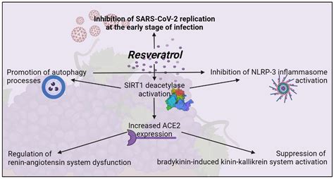 Resveratrol and Immune Cells: A Link to Improve Human Health