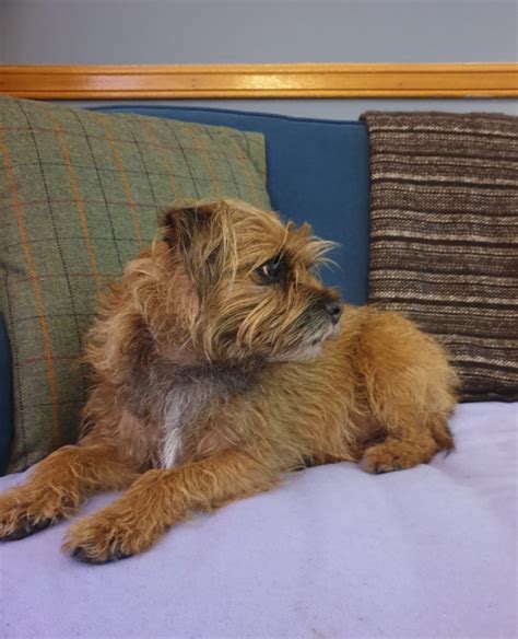 How Often Should You Feed A Border Terrier