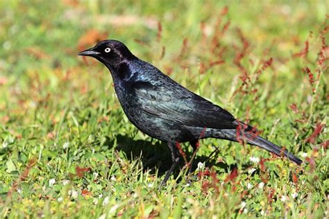 Blackbirds in Arizona: 10 Species To Keep an Eye Out For