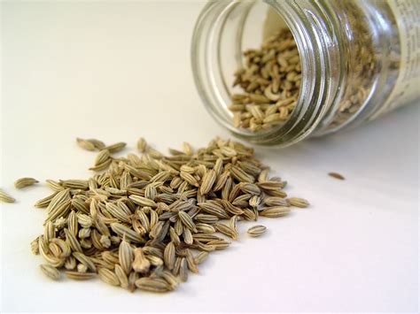 The Spice Series: Fennel Seeds - The Homestead Garden