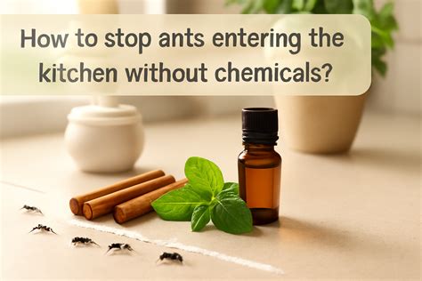 How to Stop Ants Entering the Kitchen Without Chemicals?