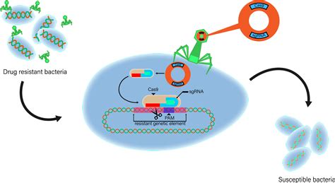 Frontiers | Application of CRISPR-Cas system in the diagnosis and ...