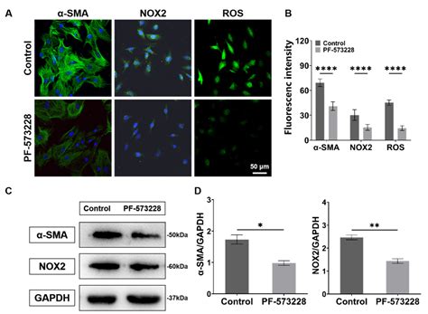 Effect of Extracellular Matrix Stiffness on Candesartan Efficacy in ...