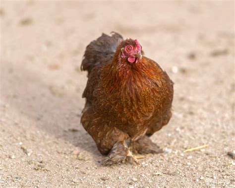 Full Overview of the Partridge Rock Chicken Breed