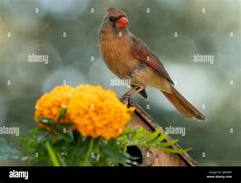 Image result for HTML String for Display