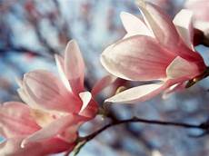 magnolia fiore fiori magnolia fiori delle piante magnolia fiore fiori magnolia fiori delle piante