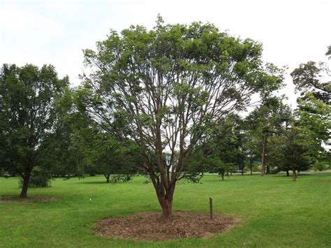 Acer (Rochester Group) 'Girard' - Girard maple | The Dawes Arboretum