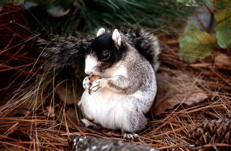 Help NC wildlife officials track fox squirrels across the state ...