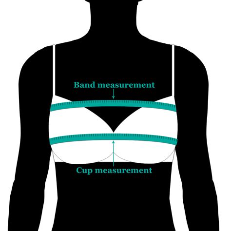 36 C Cup Breast Size