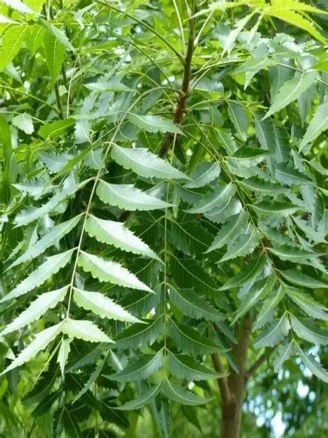 Neem Tree 的图像结果
