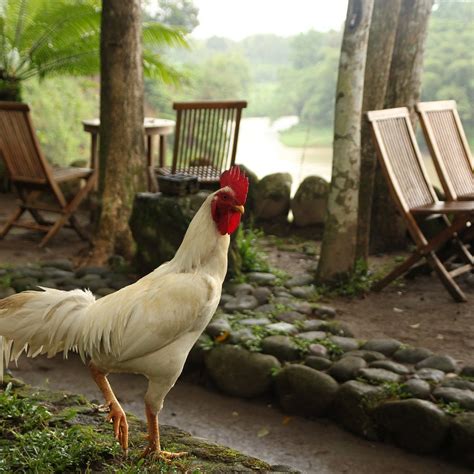 ELOPROGO ART HOUSE (Borobudur) - Campground Reviews & Photos - Tripadvisor