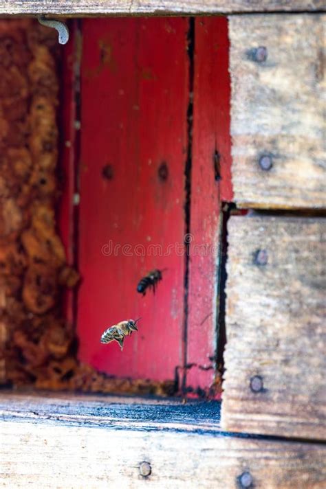 Image result for Bee Flying Front View