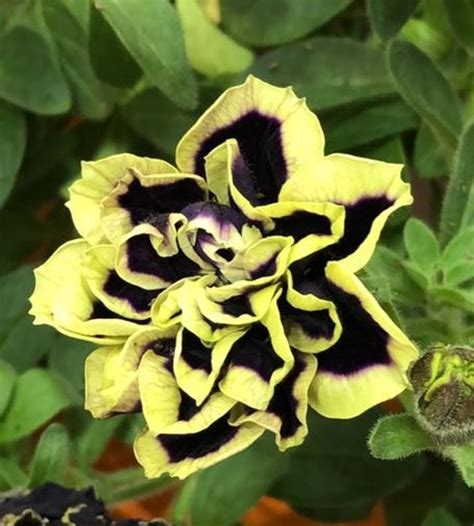 Petunia MYSTICAL MIDNIGHT GOLD — Plant Wholesale FlorAccess