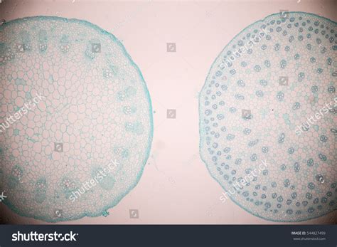 Stem Typical Monocot Dicot Under Microscope Stock Photo (Edit Now ...