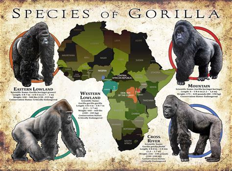 Types Of Gorillas