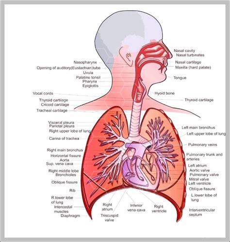 respiratory – Anatomy System – Human Body Anatomy diagram and chart images