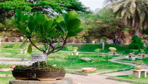 Lalbagh Botanical Garden In Bangalore Your Ultimate Guide