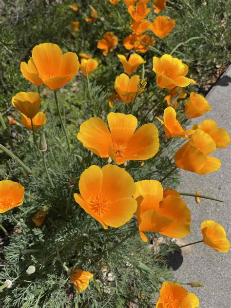 An Easy and Luxe Floral Gift, California Poppies, Bird Nests, and More ...