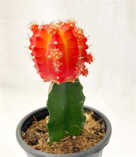 Gymnocalycium Grafted Moon Cactus Orange – Dream Green