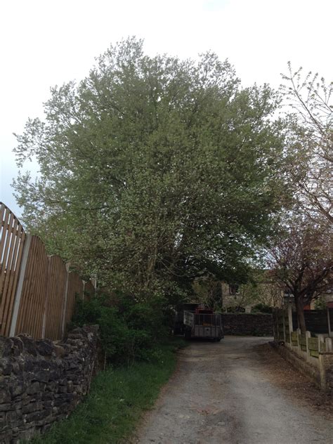 Image result for Pollarding