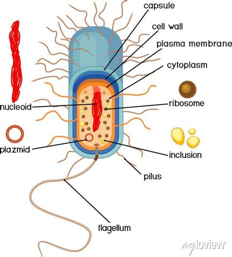 Bacterial Cell Structure 的图像结果