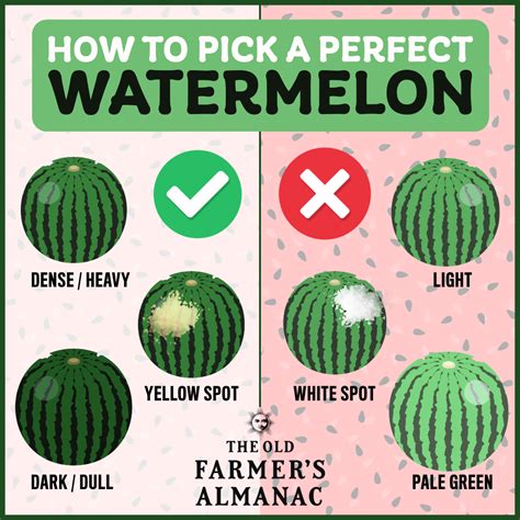 How to Tell If a Watermelon Is Ripe | Almanac.com
