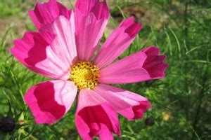 ZIXA Cosmos ‘Sea Shells’ Seed Price in India - Buy ZIXA Cosmos ‘Sea ...