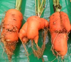 TNAU Agritech Portal :: Crop Protection