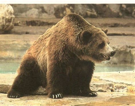 Image result for Extinct Creatures