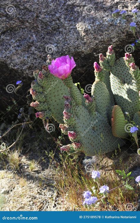Desert Bloom Series - Beavertail Cactus - Opuntia Basilaris Stock Photo ...