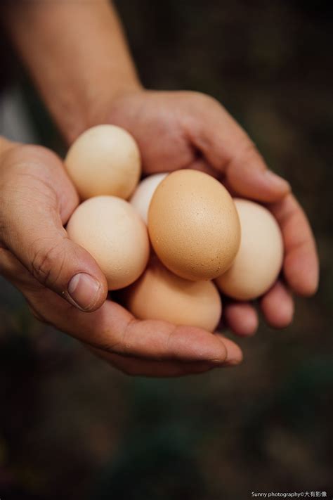 土鸡蛋的营养价值，如何辨别土鸡蛋- 理财技巧_赢家财富网